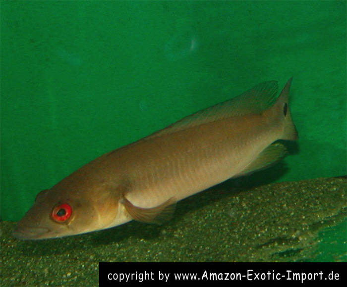 Crenicichla lugubris Colombia